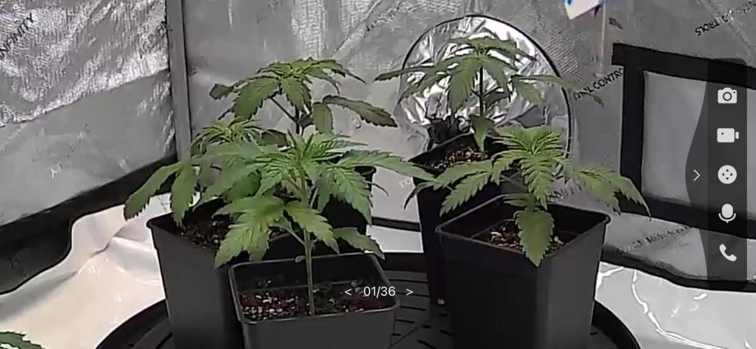 New Setup, Probegrow. Week 3