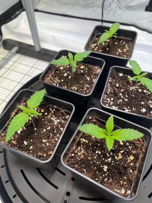 New Setup, Probegrow. Week 2