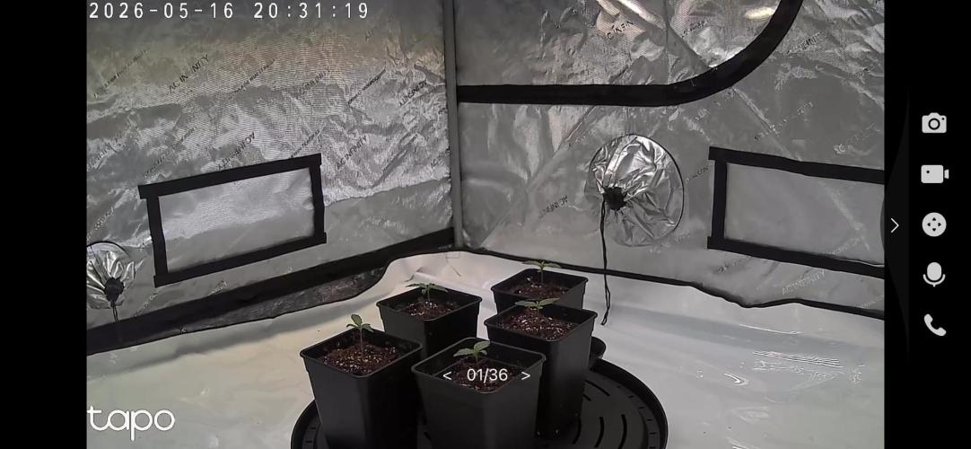 New Setup, Probegrow. Week 2