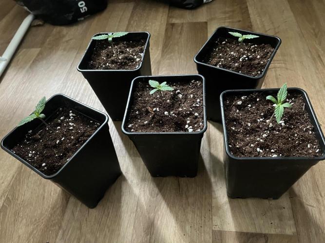 New Setup, Probegrow. Week 2