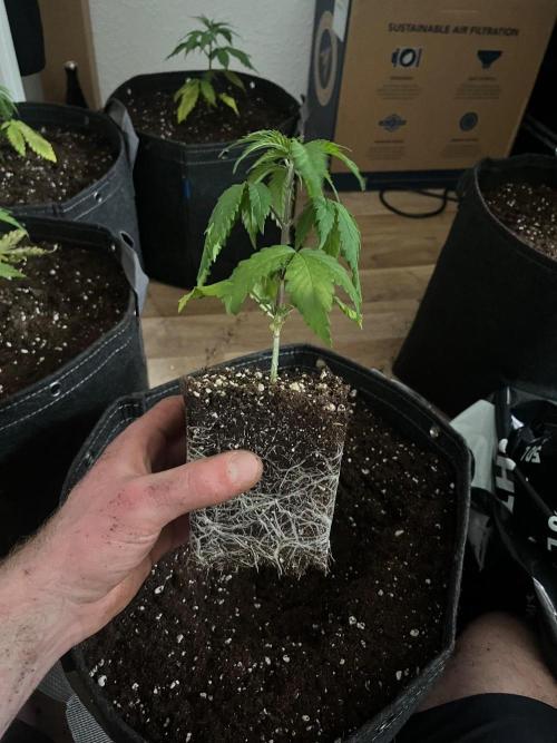 New Setup, Probegrow. Week 4