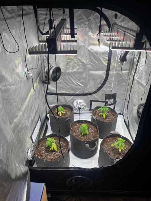 New Setup, Probegrow. Week 4