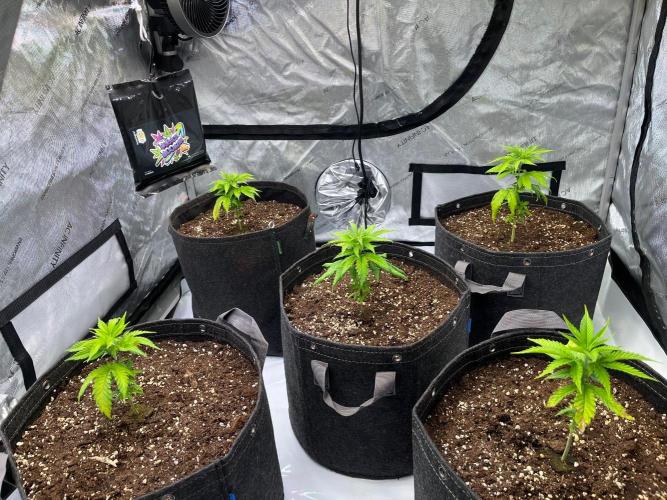 New Setup, Probegrow. Week 4