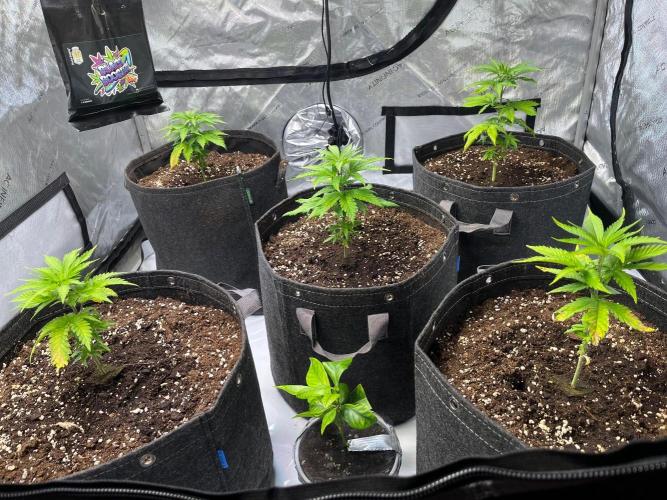 New Setup, Probegrow. Week 4