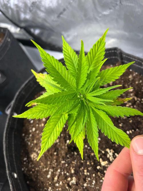 New Setup, Probegrow. Week 4