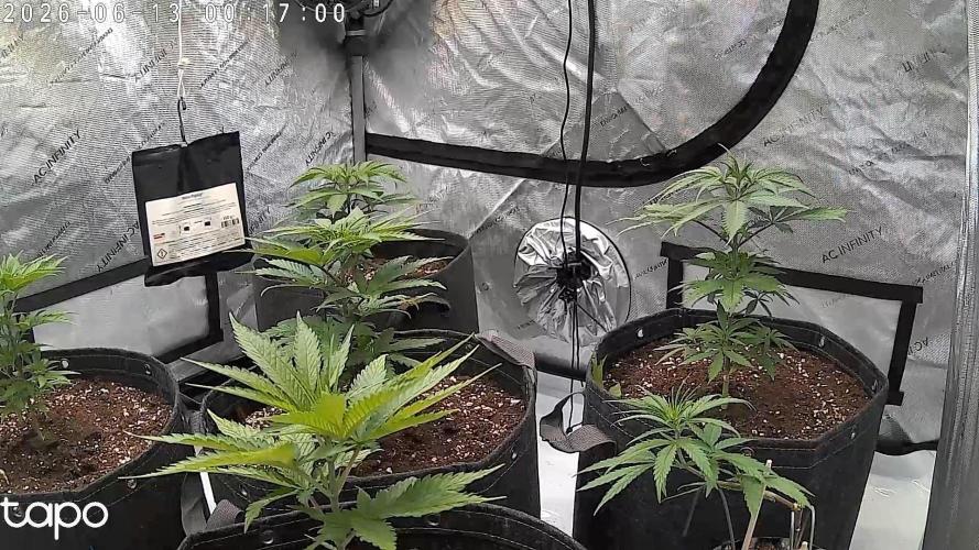 New Setup, Probegrow. Week 5