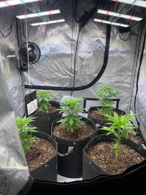 New Setup, Probegrow. Week 5