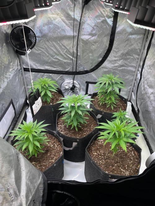 New Setup, Probegrow. Week 5