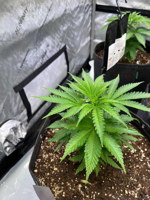 New Setup, Probegrow. Week 5