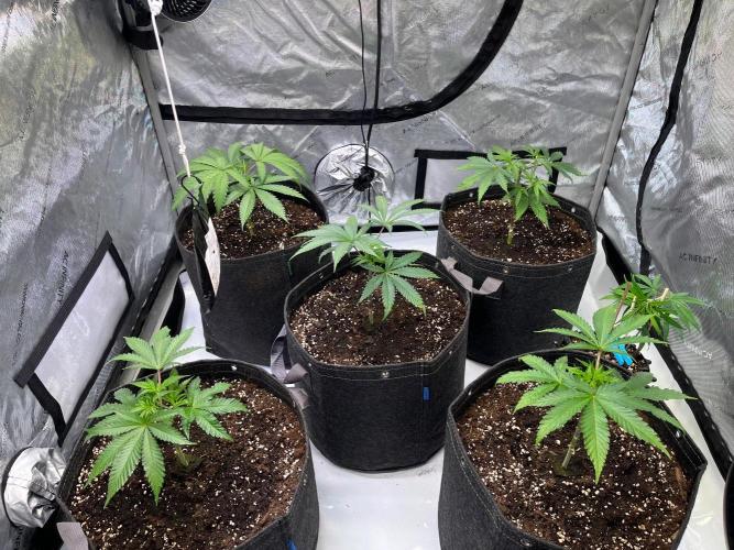 New Setup, Probegrow. Week 6