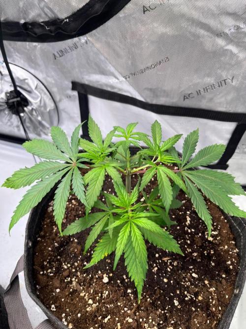 New Setup, Probegrow. Week 6