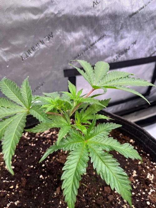 New Setup, Probegrow. Week 6
