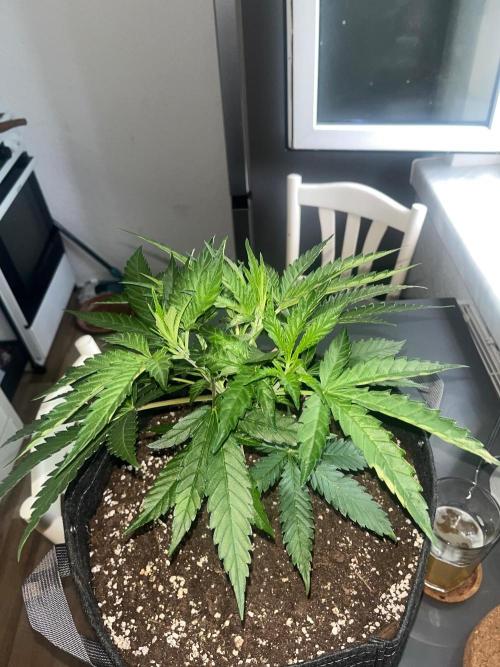 New Setup, Probegrow. Week 6