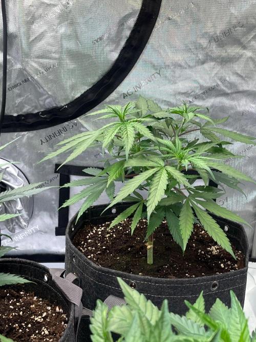 New Setup, Probegrow. Week 6
