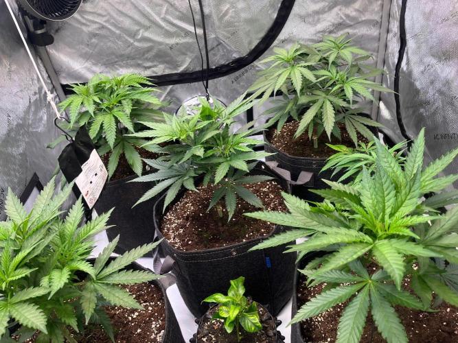 New Setup, Probegrow. Week 7