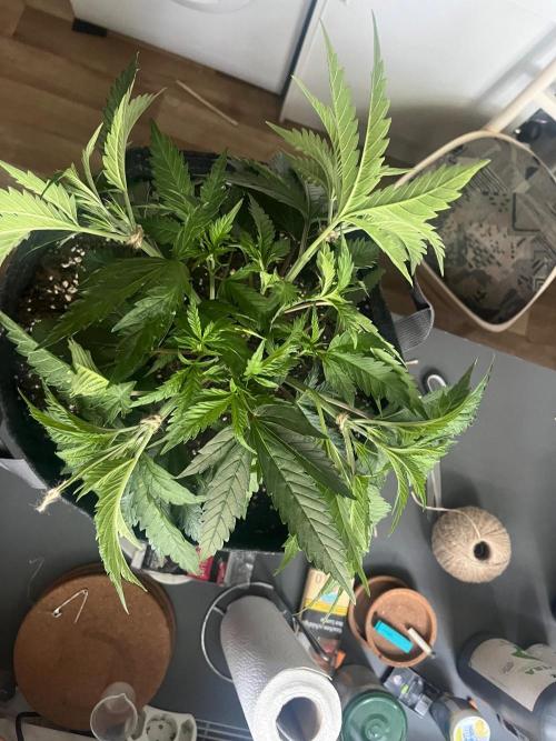 New Setup, Probegrow. Week 7