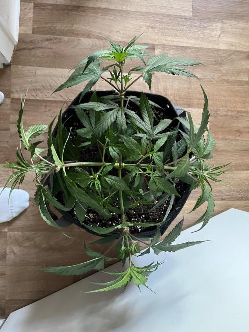 New Setup, Probegrow. Week 7