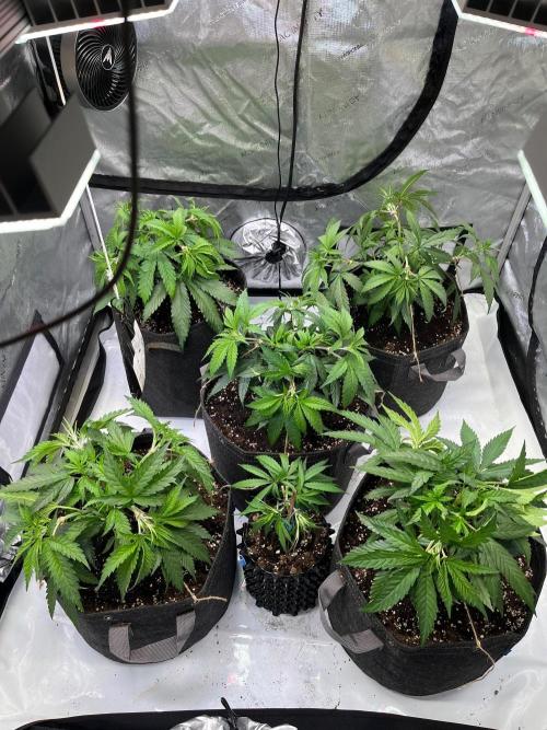 New Setup, Probegrow. Week 7