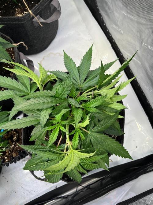 New Setup, Probegrow. Week 7