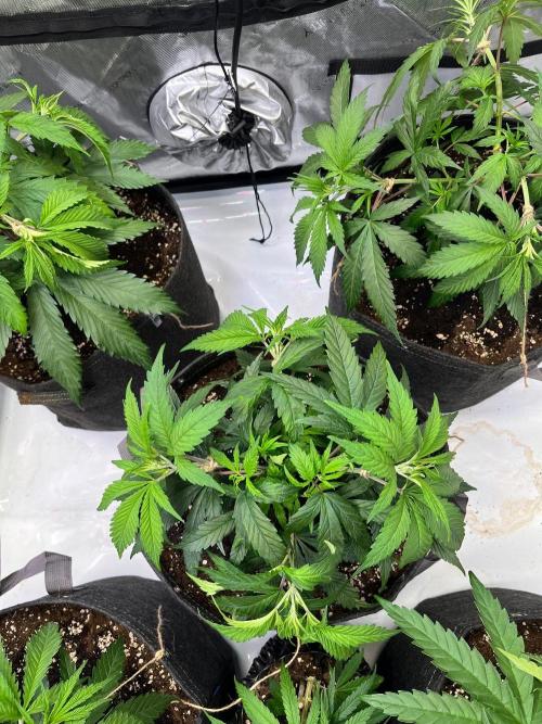 New Setup, Probegrow. Week 7