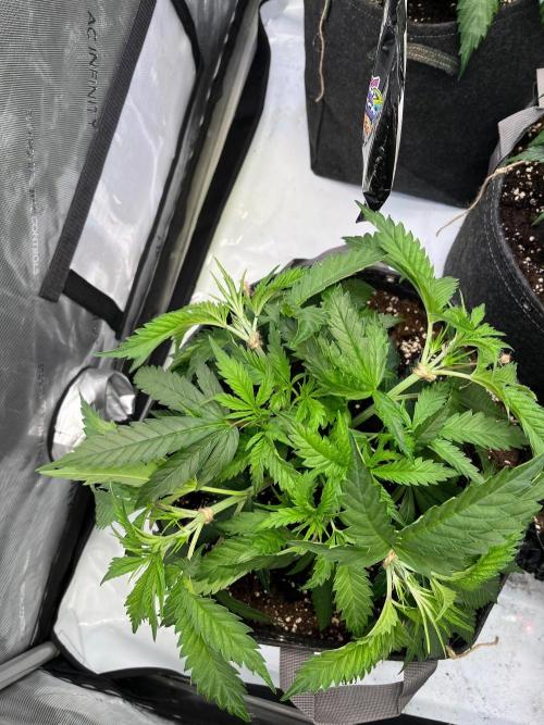 New Setup, Probegrow. Week 7
