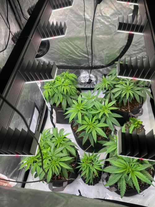 New Setup, Probegrow. Week 7