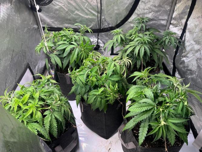 New Setup, Probegrow. Week 8