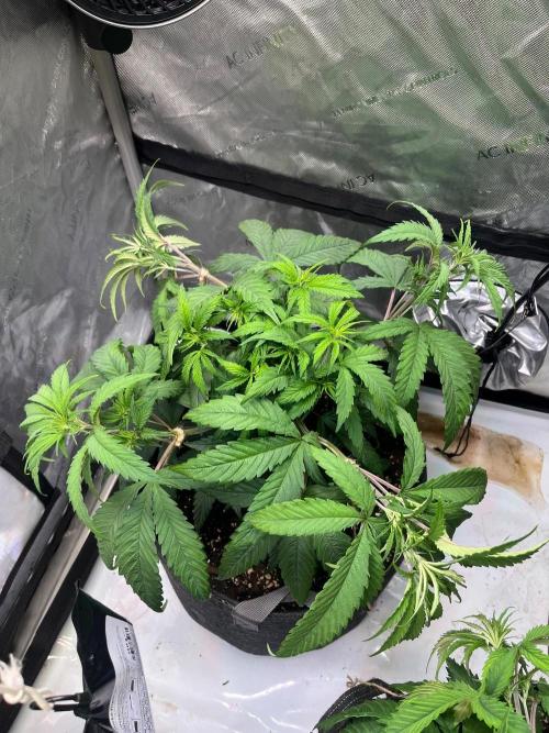 New Setup, Probegrow. Week 8