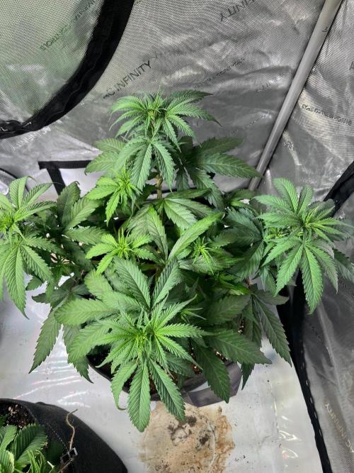 New Setup, Probegrow. Week 8