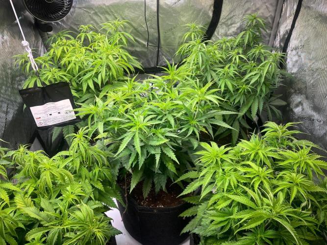 New Setup, Probegrow. Week 9
