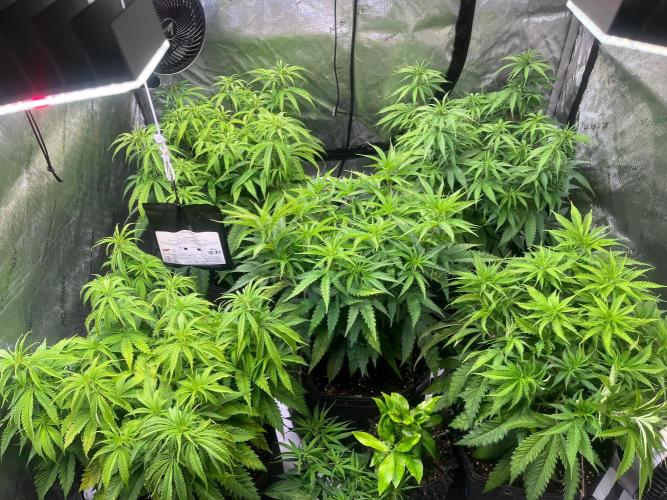 New Setup, Probegrow. Week 9