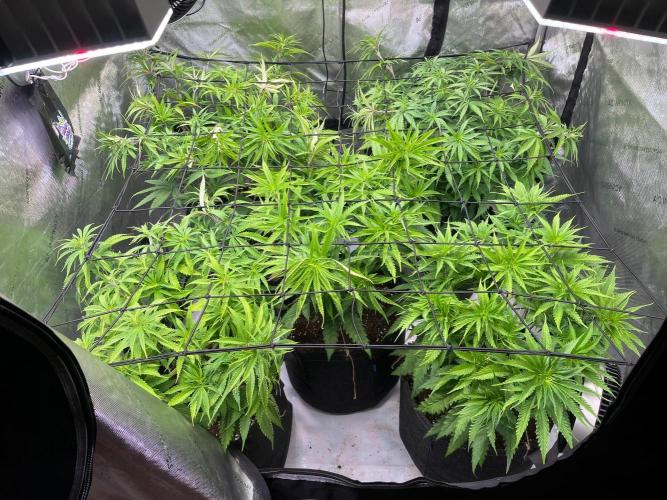 New Setup, Probegrow. Week 9