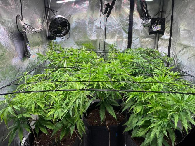 New Setup, Probegrow. Week 9