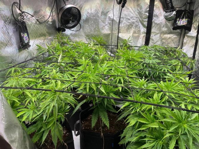 New Setup, Probegrow. Week 9