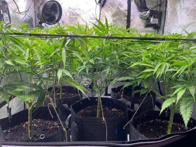 New Setup, Probegrow. Week 10