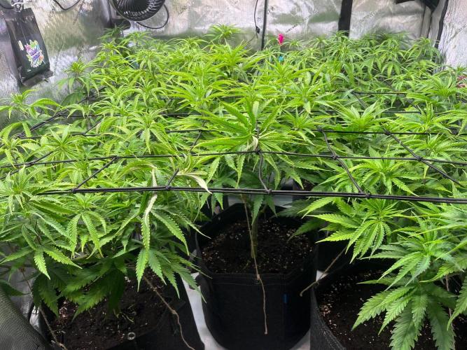 New Setup, Probegrow. Week 10