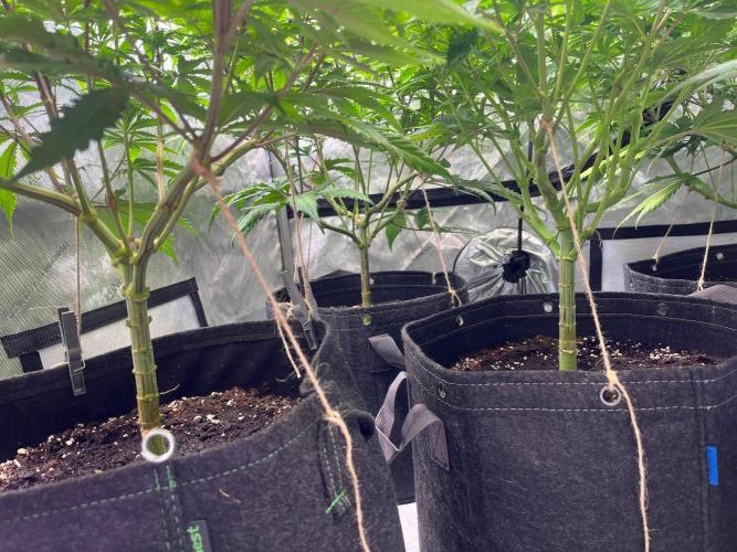 New Setup, Probegrow. Week 10