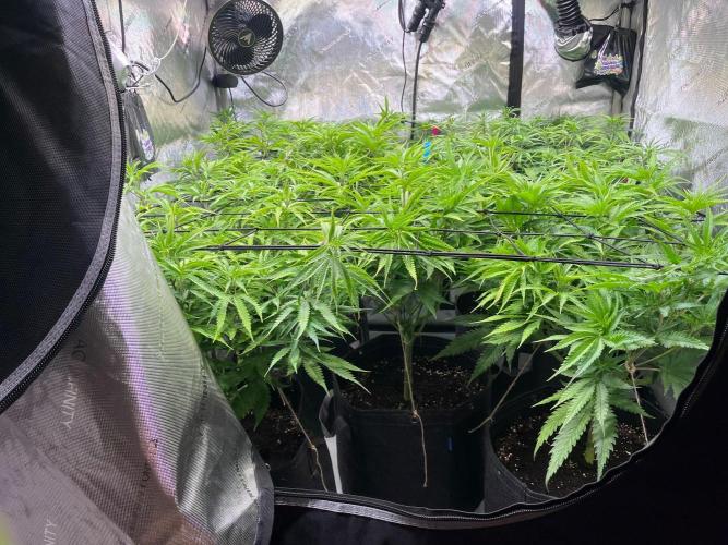 New Setup, Probegrow. Week 10