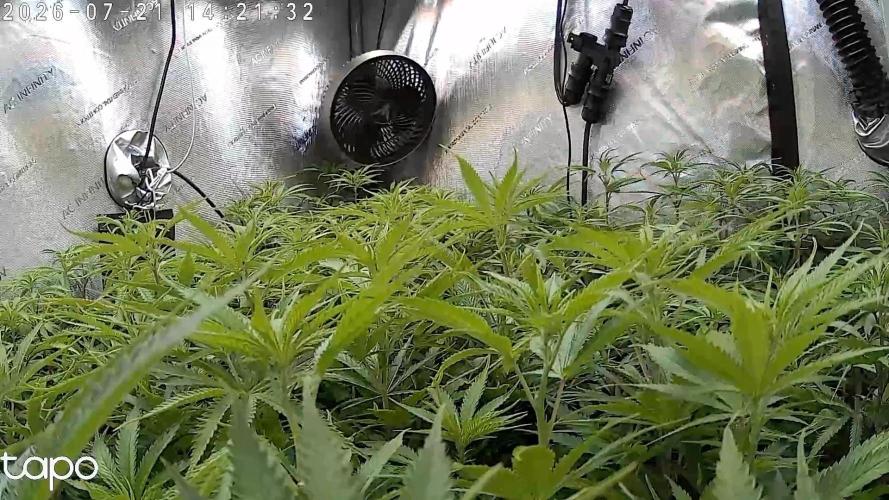 New Setup, Probegrow. Week 11