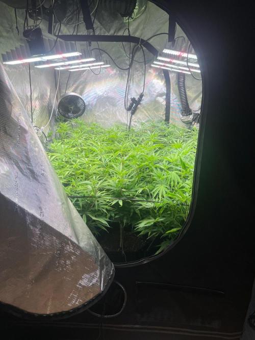 New Setup, Probegrow. Week 11
