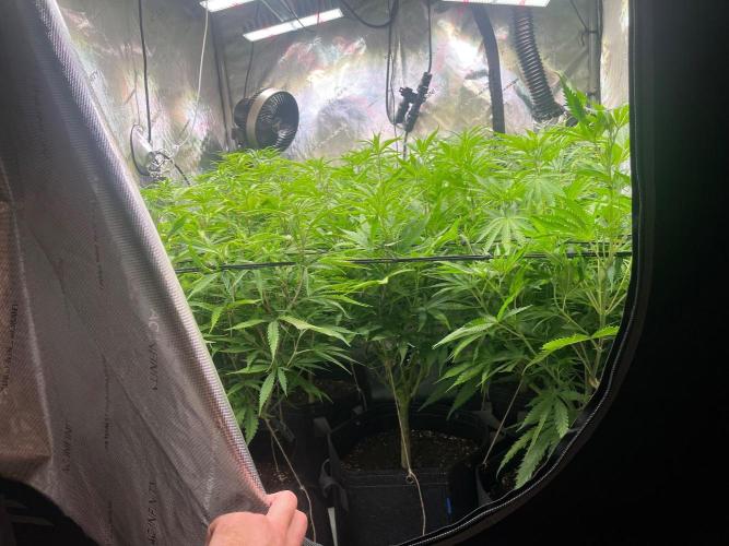 New Setup, Probegrow. Week 11