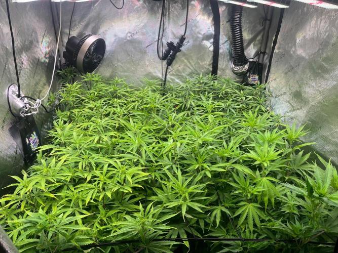 New Setup, Probegrow. Week 11