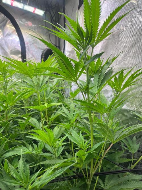 New Setup, Probegrow. Week 12