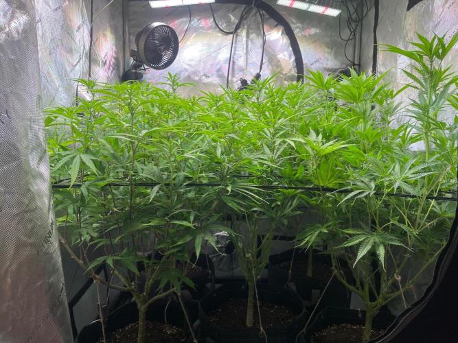 New Setup, Probegrow. Week 12