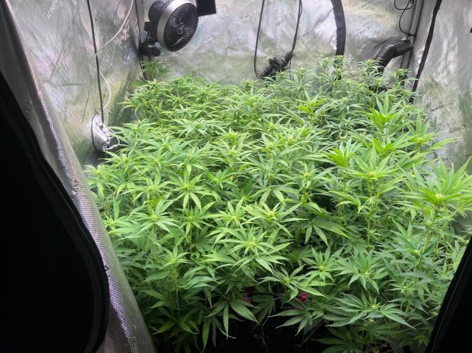 New Setup, Probegrow. Week 12