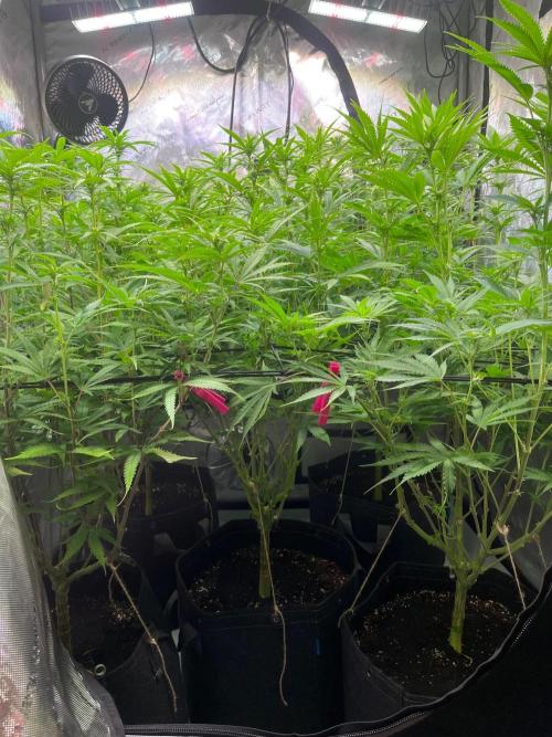 New Setup, Probegrow. Week 12