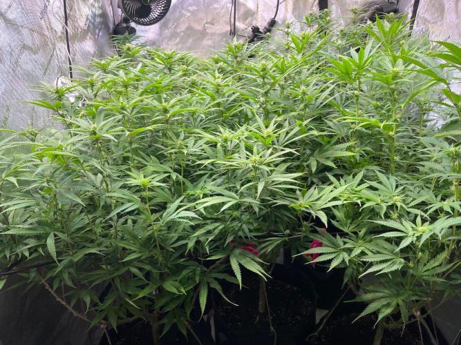 New Setup, Probegrow. Week 13