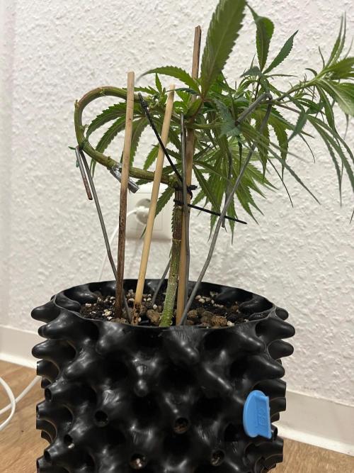 Bonsai aus Platzgründen. Week 1