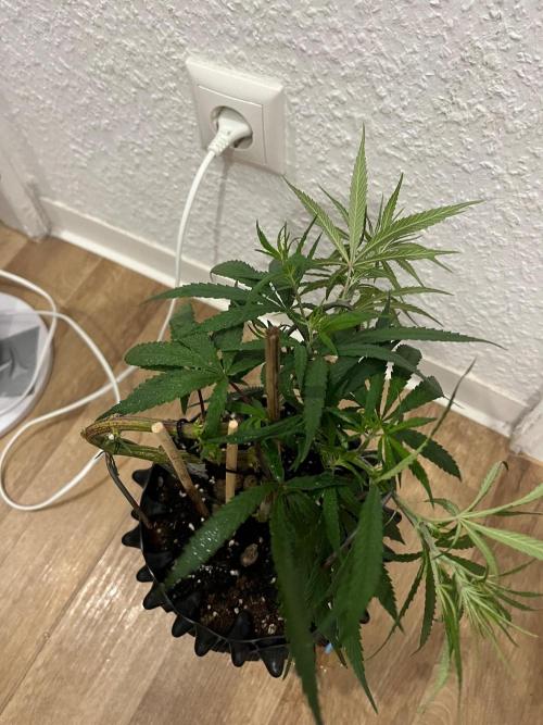 Bonsai aus Platzgründen. Week 1