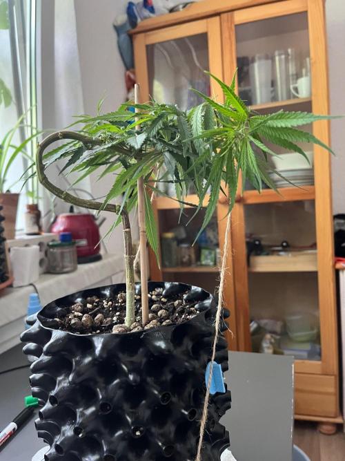 Bonsai aus Platzgründen. Week 1